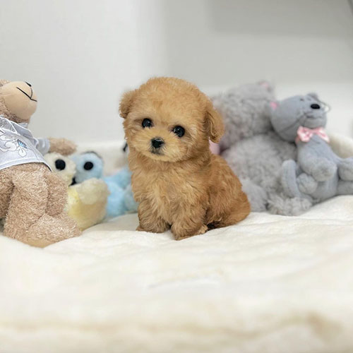 Home La Verne Teacup Poodle Home